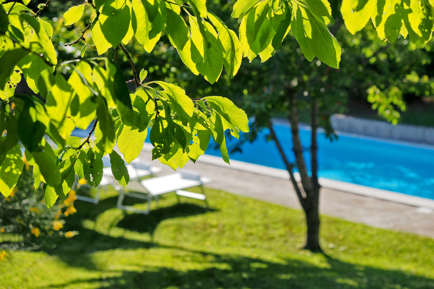 A garden with swimming pool